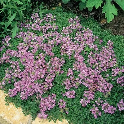 £4.87 • Buy 1500 Thyme *Purple Creeping*Herb SEEDS  Quality Seed *Fast Dispatch Ground Cover