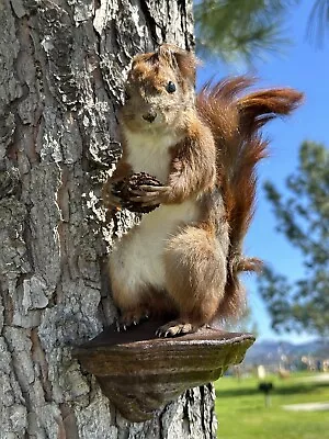 European Squirrel Taxidermy Mount • $150