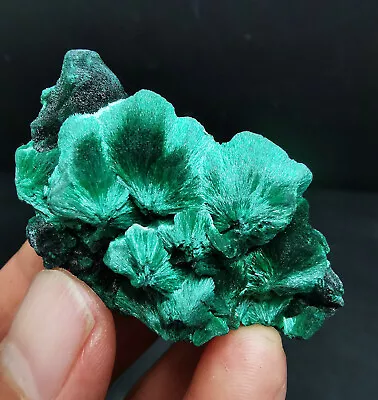 37gHigh Quality  Natural Malachite Crystal Mineral Specimen/Hubei • $7.50