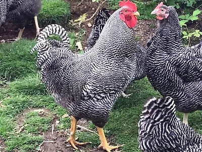 Barred Plymouth Rock.     Hatching Eggs  X  Twelve.    Large Fowl . • £25