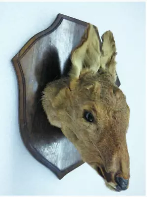£159.99 • Buy Vintage Taxidermy Mounted Deer Head Wall Mount