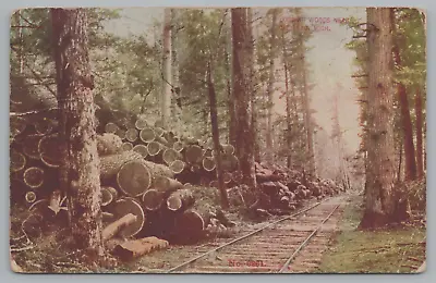 Postcard Logging Woods Near Cadillac Michigan C1917 Woods Train Tracks • $7.50