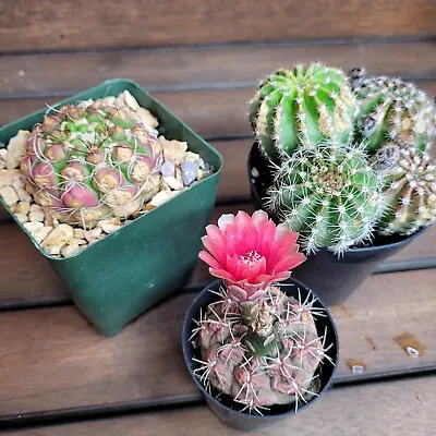 Small Cactus Variety Cacti Cactus Seed Garden Kit 100 Seeds Included Great Gift! • $25