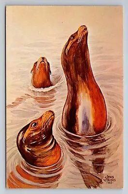 Seals Watercolor At Henry Vilas Park Zoo Madison Wisconsin Vintage Unposted • $10