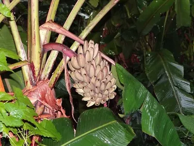 Musa Argentii RARE HARDY BANANA Exotic Seeds! • $4.99