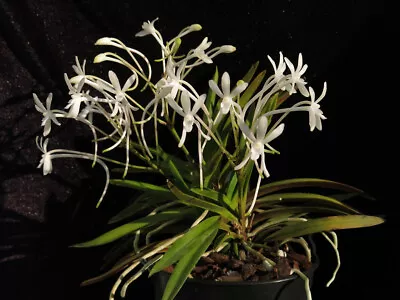 DO -  Neofinetia Falcata Var Amami Form Fragrant  Vanda Mini Orchid • $29.99