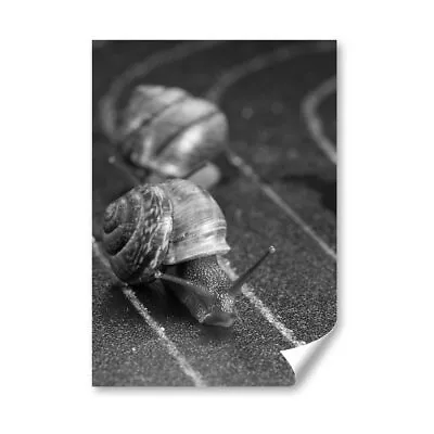 A4 - BW - Racing Snails Race Ny Insect Snail Poster 21X29.7cm280gsm #43556 • £4.99