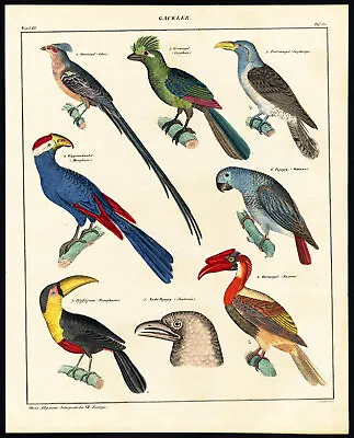 Antique Print-GREY PARROT-ARACARI-HORNBILL-OIL BIRD-TOUCAN-Pl.81-Oken-Mayer-1833 • £134.15