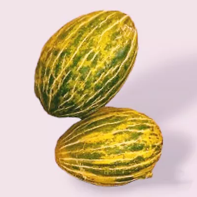 15+ Santa Claus Melon Seeds | Fruit | Piel De Sapo | NON-GMO |  • $2.99