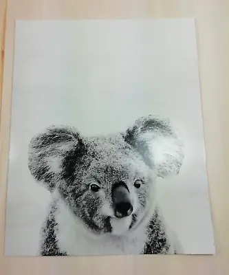 Art Print Of Koala Used Size 8x10  • £1.99