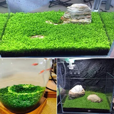 $3.07 • Buy 10g Aquarium Aquatic Green Grass Plant Seed Home Fish Tank Foreground Decoration