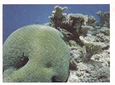 $2.23 • Buy 9 - Brain Coral - The Great Barrier Reef - Weet-Bix
