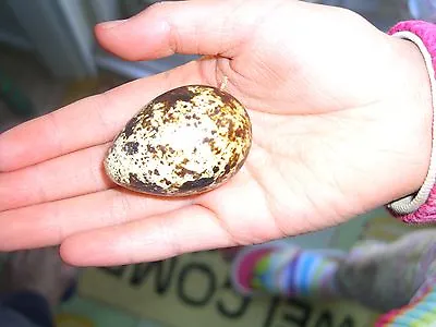 50 Jumbo Coturnix (Japanese) Quails Eggs For Hatching. • $35