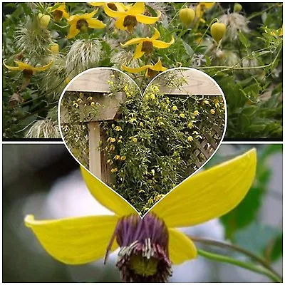 CLEMATIS Helios Yellow Flowers Fast Growing! Hardy Climber Vine Wildlife Bee • £2.44