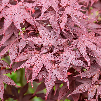 Acer Hime-Shojo Dwarf Japanese Maple Tree For Patio Garden Ready In Plant Pot • £12.99