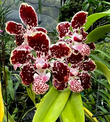 Vanda Lombokensis  ( Leopard  X  Red Dragon ) • $65