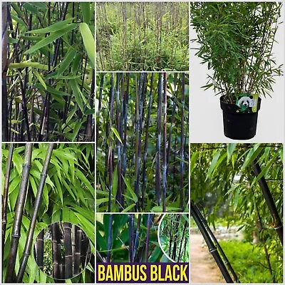 Bamboo Fargesia’ Black Pearl’ Hardy Evergreen Shrub In Big 23cm Pots Lots Of Ste • £29.99