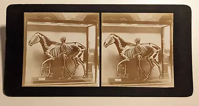 Human Horse Skeleton Stereoview Photo Bones Skull • $75