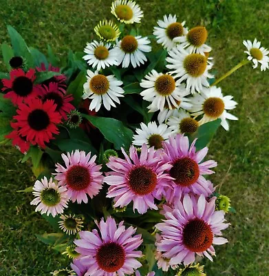 6 ECHINACEA Purpurea 'LUSTRE HYBRIDS MIXED' MEDIUM PLUG PLANTS - HARDY PERENNIAL • £16.75