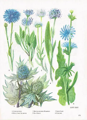 Cornflower Sheep's Bit Chicory Sea Holly Flower Vintage Picture 1980 BOWF#179 • $4.34