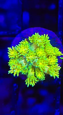 CE- WYSIWYG Glow Stick Rainbow Goni Frag - Live Coral Frag LPS SPS #R1GB4 • $69.99