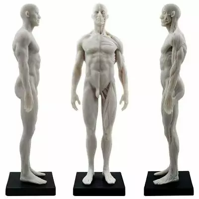 30cm Male Human Anatomical Model Art Anatomical Figure White US STOCK • $32.29