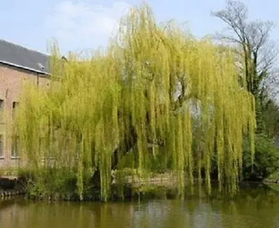 Salix Chrysocoma Weeping Willow Tree 3ft Supplied In A 2 Litre Pot … • £19.99