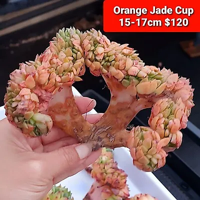 Orange Jade Cup Crested -  Rare Imported Succulent • $120