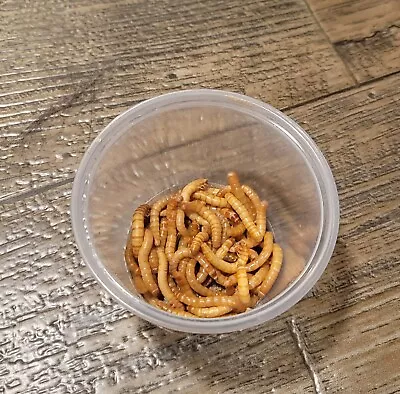 Organic Live Gutloaded Mealworms S M L Quantity 25-200 • $7.49