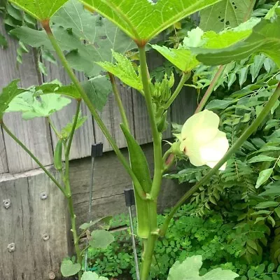 Okra Lady's Finger Clemson's Spineless 25 Seeds - Organically Grown - Backyard • $3.85