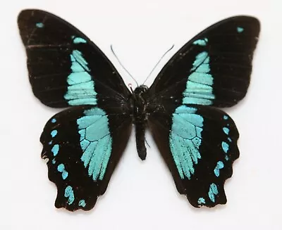 Butterfly X1 Male Papilio Desmondi Teita (Kenya) Endemic • $12