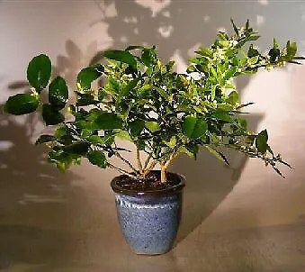 Cocktail Citrus Bonsai Tree Lemon And Lime Plant Fruit 13  Tall Great Live Decor • $205.95