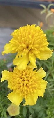 French Marigold PETITE Yellow  Double Dwarf Flowers Heirloom Seeds NJ USA • $4