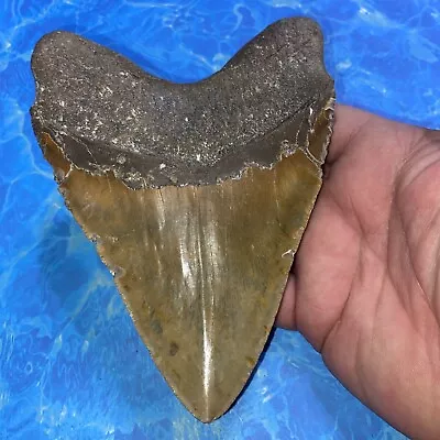 Megalodon Shark Tooth 5.96” Huge Teeth Meg Scuba Diver Direct Fossil Nc 2855 • $212.50