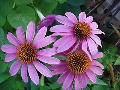 PURPLE CONEFLOWER SEEDS Medicinal Flower Seeds ECHINACEA PURPUREA FLOWER SEEDS • $2.99