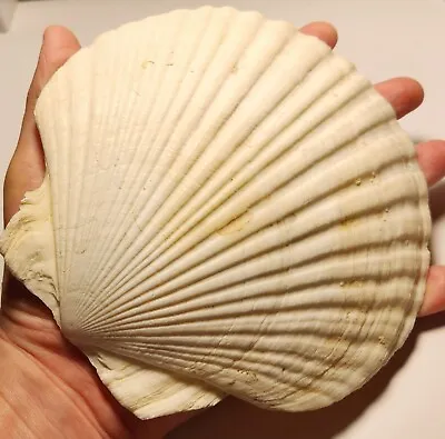 Large Irish Deep Scallop Shell Collectable Home Natural Decor • $5