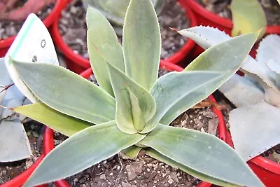 Agave Blue Flame Variegated Beautiful Variegated Leaves With Green And Yellow • $30