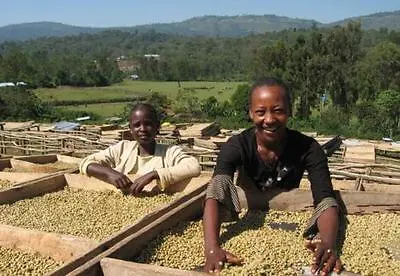 Ethiopian Yirgacheffe Coffee Beans Medium Roasted 5 Pounds • $54.95
