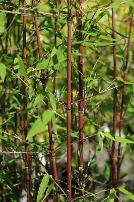 Red Dragon Clumping Bamboos In 15 Litre Pots 150-180cm Tall Plants. • £99