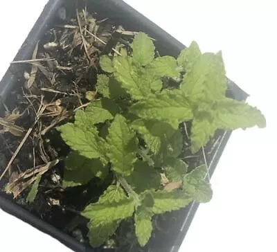 Live Strawberry Mint Plant (Mentha Spicata) In A 2.5 Inch Pot - Fragrant Herb • $18