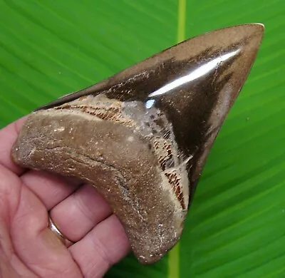 MEGALODON SHARK TOOTH - 5 In.  - SHARKS TEETH - MEGLADONE • $145