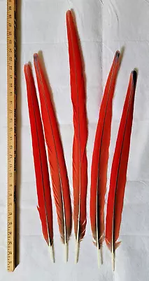 Real Scarlet Macaw Parrot Tail Feathers 5 • $217.50