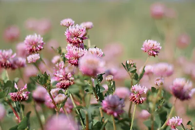 3500+ MEDICINAL SEEDS: Alsike Pink Clover Herb Flower EASY BULK FREE SHIPPING • $1.99