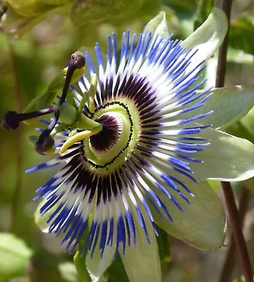 £22.50 • Buy 2 X 2L Passiflora 'Caerulea' Blue Passion Flower Approximately 90cm
