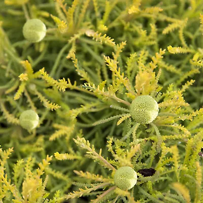 £9.99 • Buy Santolina Rosmarinifolia Lemon Fizz Cotton Lavender Evergreen Garden Shrub