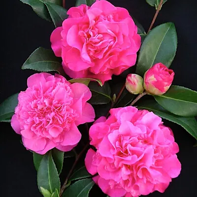 1 X Camellia Williamsii 'debbie' Bushy Evergreen Shrub Hardy Plant In Pot • £9.99