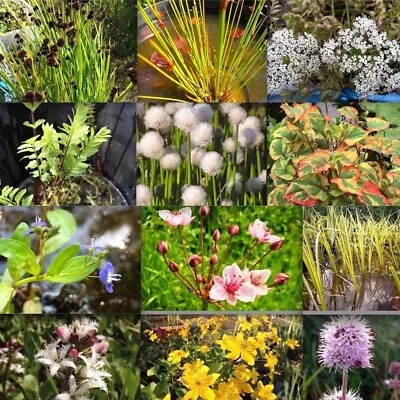 Multi Listing Various POND PLANTS With FREE 3L Aquatic Planting Bags  • £0.99