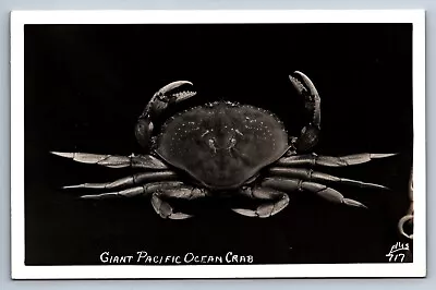 RPPC Postcard Ocean Park Giant Pacific Ocean Crab Dungeness Crabbing Posted 1948 • $4.95