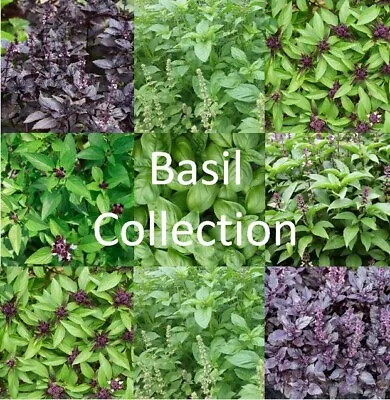 BASIL SEEDS - Cinnamon Sweet Genovese Holy (Tulsi) Lemon Dark Opal & Thai • £2.29