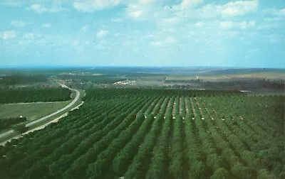 Postcard FL Looking North From Citrus Tower Highway 27 Chrome Vintage PC F1762 • $5